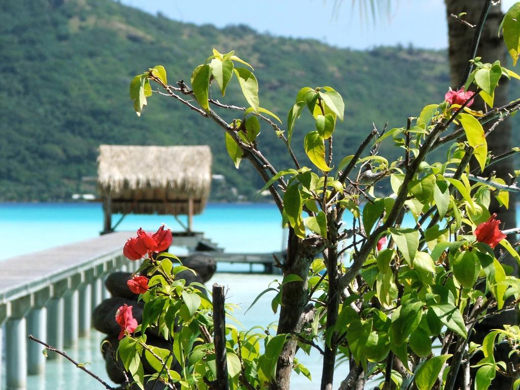 Eden Beach Hotel Bora Bora Exteriör bild